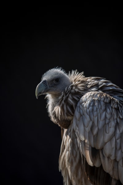 Black background brown vultures
